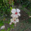 2019_NC_Hienghene_et_environs_46