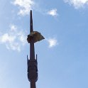 2019_NC_Hienghene_et_environs_58