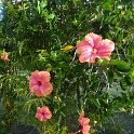 2019_NC_Hienghene_et_environs_84