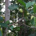 2019_NC_Hienghene_et_environs_87