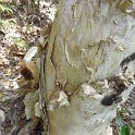 2019_NC_Hienghene_et_environs_sur_le_GR_08