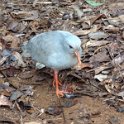 2019_Yate_Parc_Riviere_Bleue_08