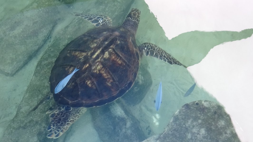 2019_NC_Noumea_aquarium_12
