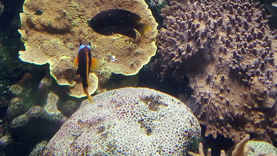 2019_NC_Noumea_aquarium_14