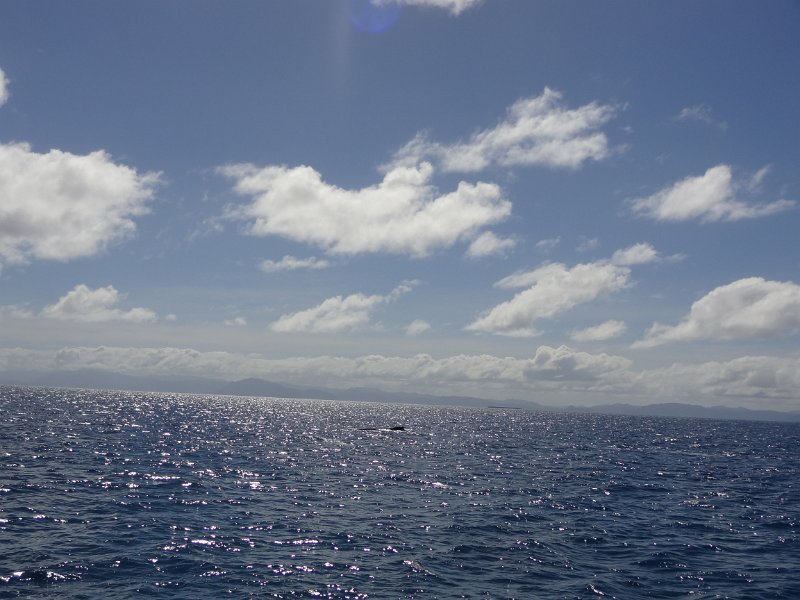 2019_NC_sortie_baleines_12