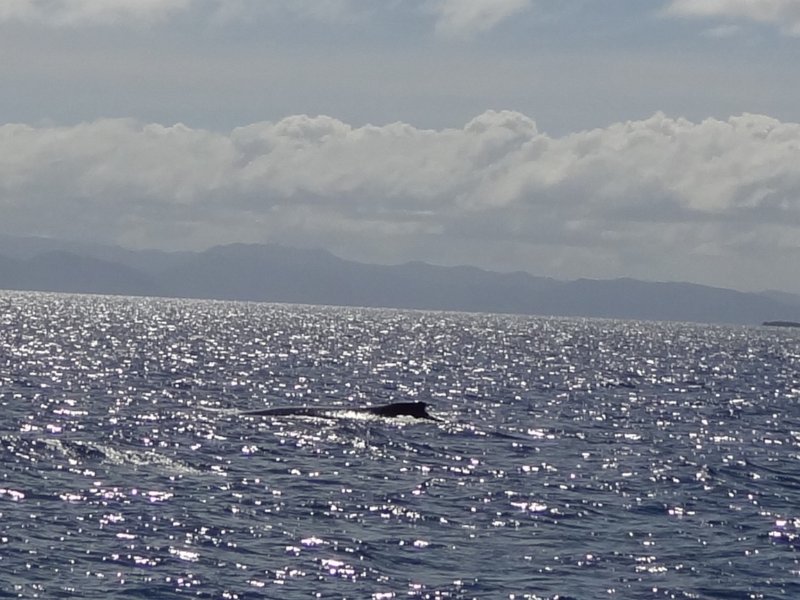 2019_NC_sortie_baleines_13