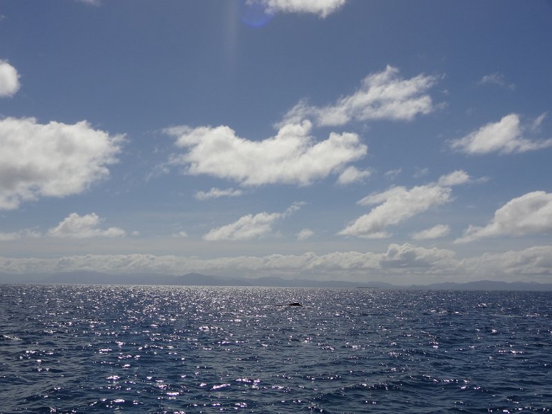 2019_NC_sortie_baleines_14