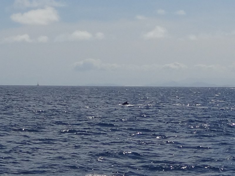 2019_NC_sortie_baleines_16