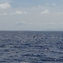 2019_NC_sortie_baleines_16