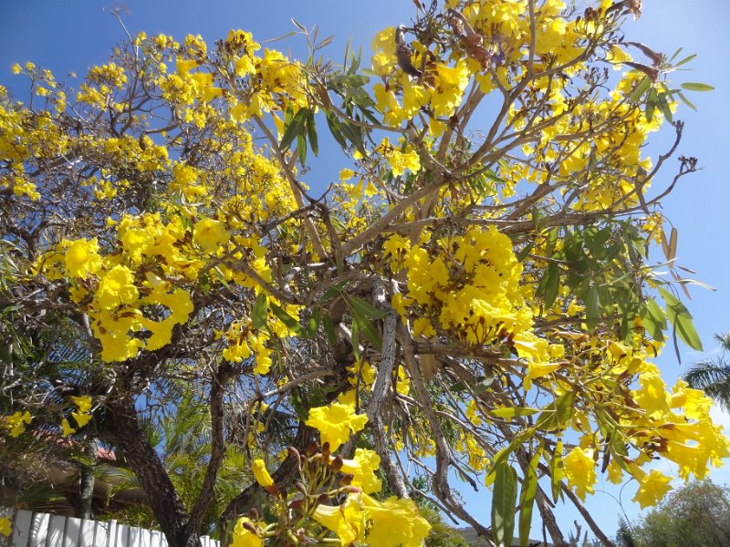2019_NC_Noumea_arbre_02-Tabebuia aurea