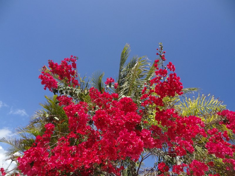 2019_NC_Noumea_arbre_03-Bougainvillier