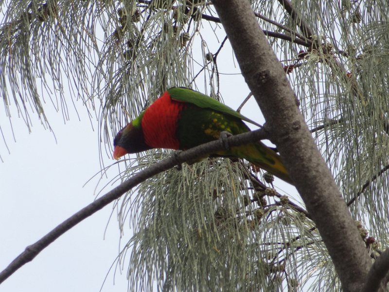 2019_NC_Noumea_loriquet_tete_bleue_02
