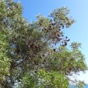 2019_NC_Noumea_Ouen_Toro_11