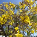 2019_NC_Noumea_arbre_02-Tabebuia aurea