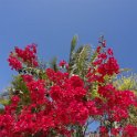 2019_NC_Noumea_arbre_03-Bougainvillier