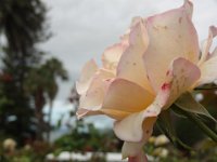 2017 Nouvelle-Zelande-1-Auckland 110