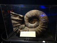 2017 Nouvelle-Zelande-7-Wellington musee Te Papa 28