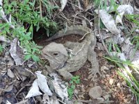 2017 Nouvelle-Zelande-7-Wellington parc Zelandia 11