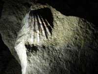 2017 Nouvelle-Zelande-9-Waitomo Caves 23