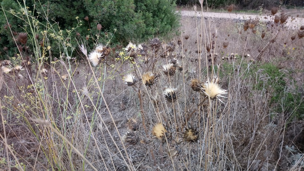 2021_SARDAIGNE-7-MARTIS-environs-foret petrifiee_10