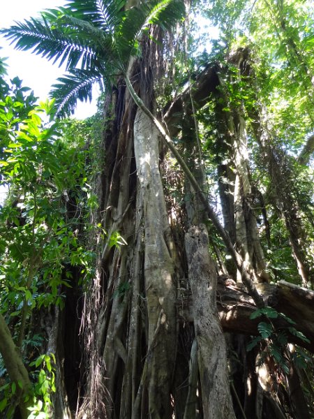 2017_Vanuatu_Efate_Roi_Mata_15