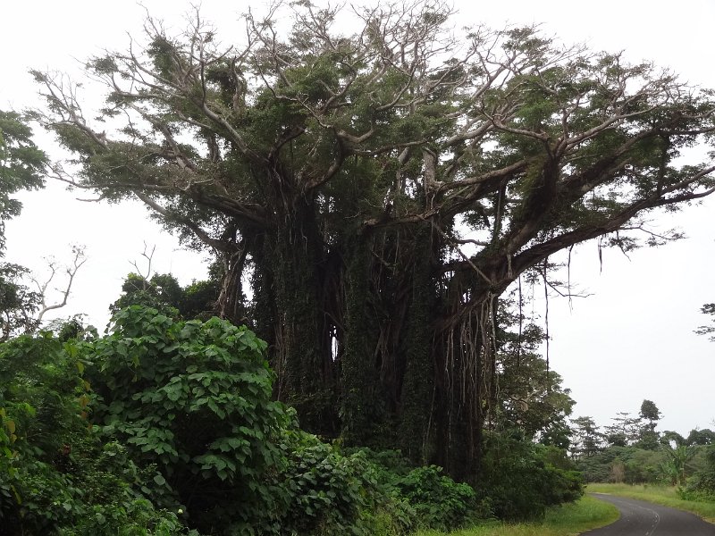 2017_Vanuatu_Efate_bord_de_mer_15