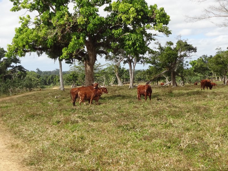 2017_Vanuatu_Efate_cascade_Lolima_environs_09