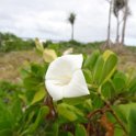 2017_Vanuatu_Efate_bord_de_mer_21