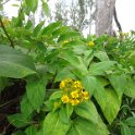 2017_Vanuatu_Efate_bord_de_mer_48