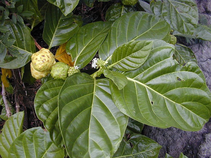 2019_Vanuatu_Santo_cote_est_02