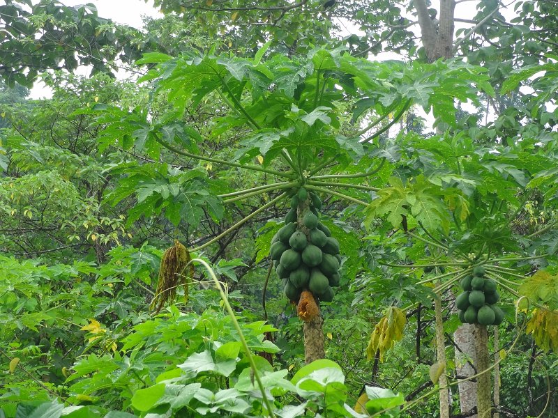 2019_Vanuatu_Santo_cote_est_06