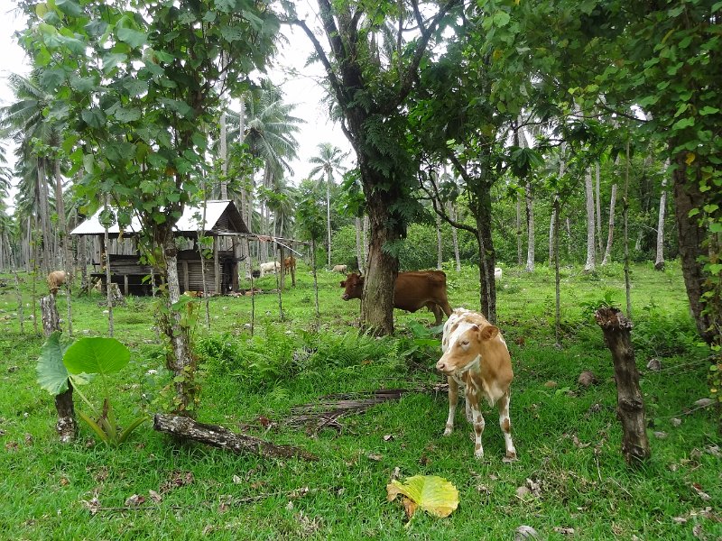 2019_Vanuatu_Santo_cote_est_12