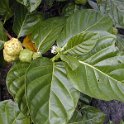 2019_Vanuatu_Santo_cote_est_02