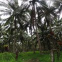 2019_Vanuatu_Santo_cote_est_09