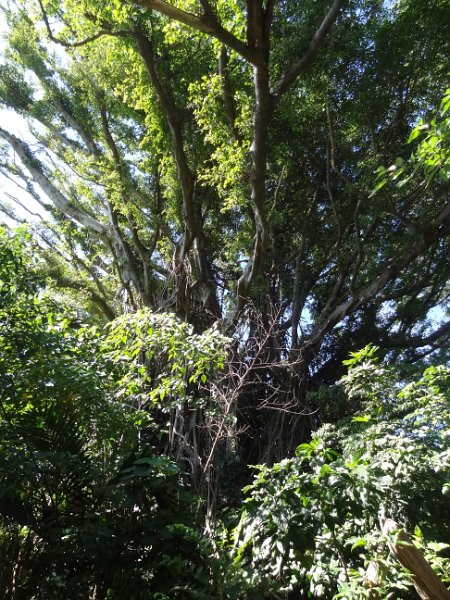 2017_Vanuatu_Tanna_black_Magic_Tour_04
