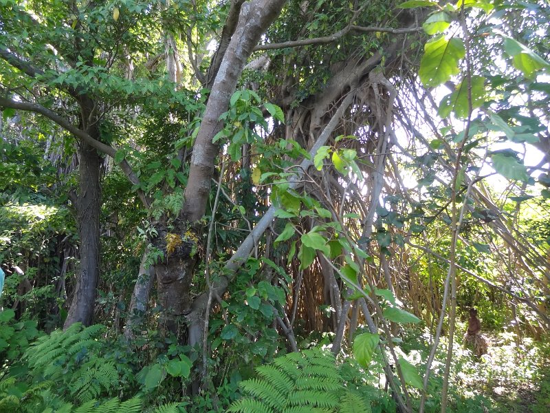 2017_Vanuatu_Tanna_black_Magic_Tour_20
