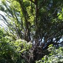 2017_Vanuatu_Tanna_black_Magic_Tour_04