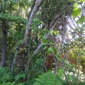 2017_Vanuatu_Tanna_black_Magic_Tour_20