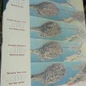 2018_Albanie-11-Butrint_15