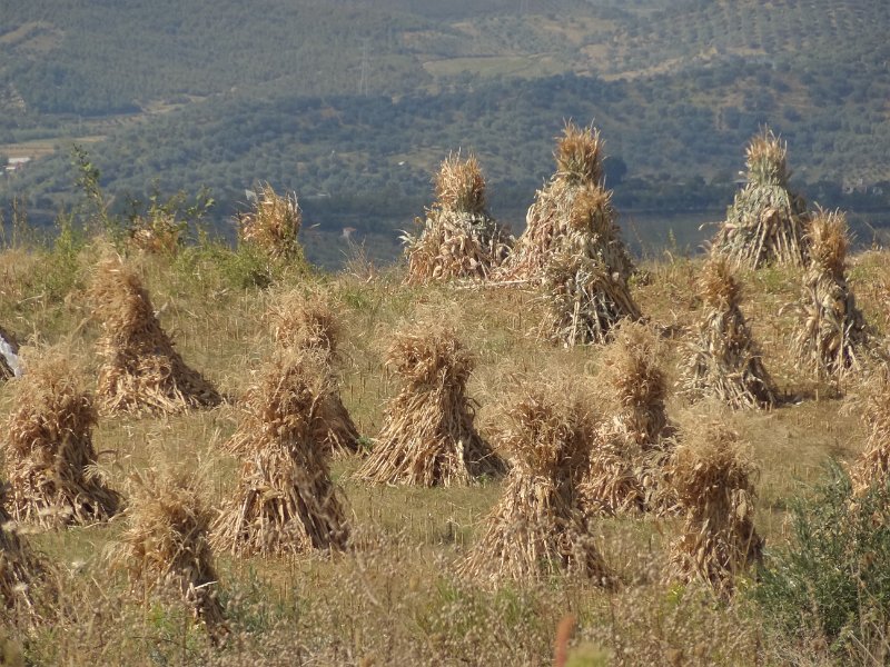 2018_Albanie-4-Elbasan_33