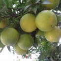 2018_Albanie-5-Berat_64